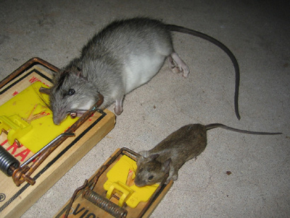 Rat Removal